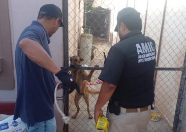 Rescatan a perrita v&iacute;ctima de maltrato animal en Cajeme