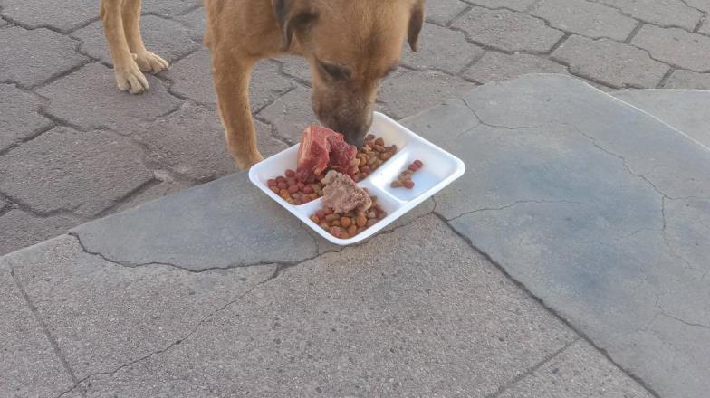 Álamos Dog lleva su Navidad a perros sin hogar