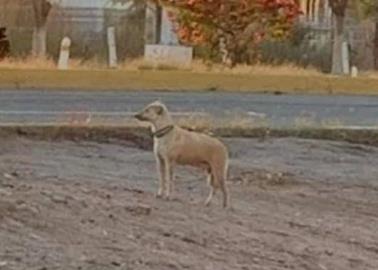 Uso de pirotecnia causa el extravío de 80 perros en Navojoa