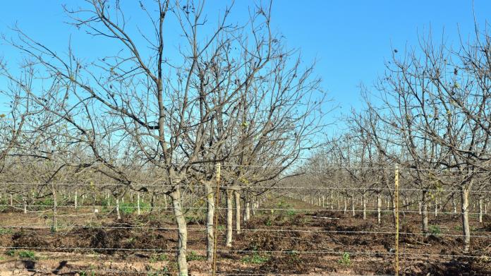 El 2023 fue un año negativo para la producción de nuez: Presidente del Sistema Producto El 2023 fue un año negativo para la producción de nuez: Presidente del Sistema Producto