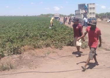 2023 fue uno de los peores años para los jornaleros del Mayo: Sindicato Agrícola