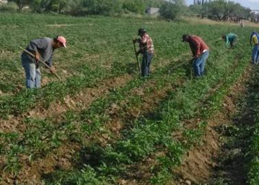 Horticultores del Mayo están en alerta por posibles heladas