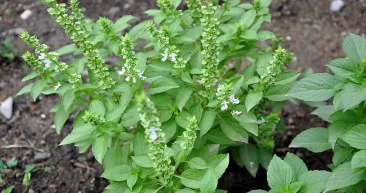 Beneficios de la planta de albahaca
