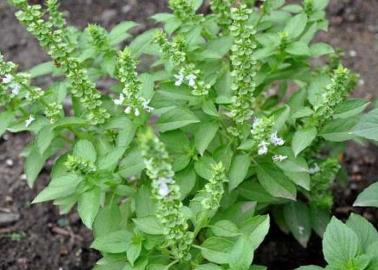 Beneficios de la planta de albahaca