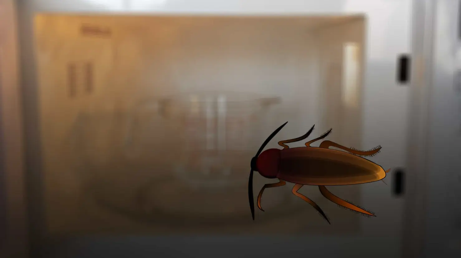 Así puedes eliminar las cucarachas del horno de microondas