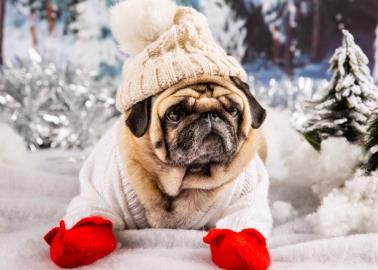 Frente fr&iacute;o: &iquest;Qu&eacute; razas de perros son m&aacute;s friolentas? Aqu&iacute; te decimos