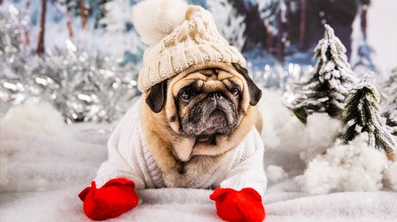 Frente frío: ¿Qué razas de perros son más friolentas? Aquí te decimos