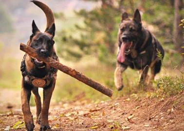 ¿Sabes cuál es la raza de perros más inteligente del mundo? esto sabemos