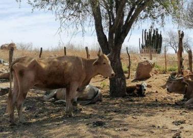 Se agrava sequ&iacute;a en sur de Sonora