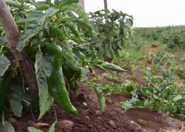 Daña frío cultivos hortícolas en VY