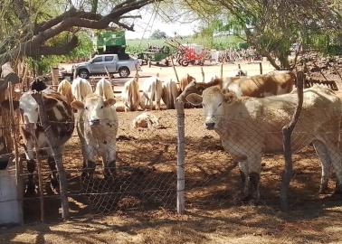 Por sequía, se reducen drásticamente los hatos ganaderos en el sur de Sonora 