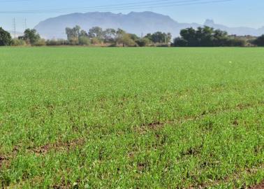 Esperan productores del Valle del Yaqui que haya más horas frío para el trigo