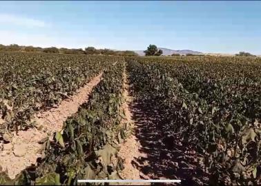 Frío afecta al algodón, por cambios en su fecha de siembra