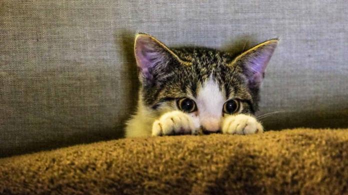 Mascotas: ¿Cómo saber si los gatos sienten frío? Mascotas: ¿Cómo saber si los gatos sienten frío?