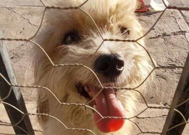 Por el frío piden resguardar a mascotas Por el frío piden resguardar a mascotas