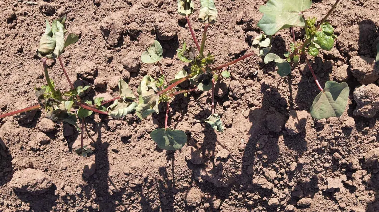 Heladas afectan a hortalizas establecidas en el Valle del Yaqui