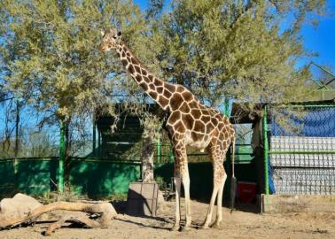 La jirafa Pancho se jubila del Centro Ecológico de Sonora