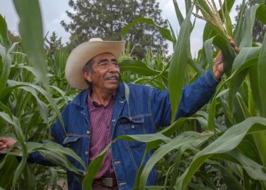 Producción para el Bienestar: ¿Cuándo se entregará el apoyo de hasta 24 mil pesos? Esto sabemos