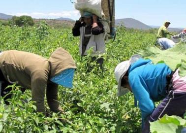 Alertan de posibles abusos a jornaleros del Valle del Mayo