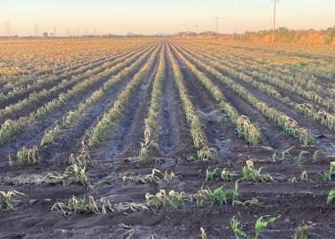 Frío causa estragos en el Mayo; daña mil 660 hectáreas de diversos cultivos