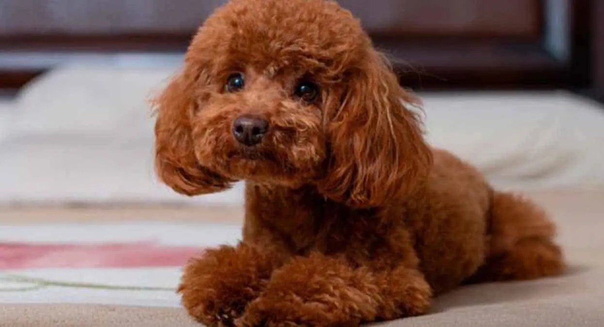 ¿Sabes qué perros no toleran quedarse mucho tiempo a solas en casa? aquí te decimos