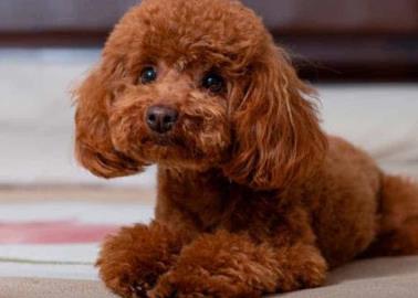 ¿Sabes qué perros no toleran quedarse mucho tiempo a solas en casa? aquí te decimos