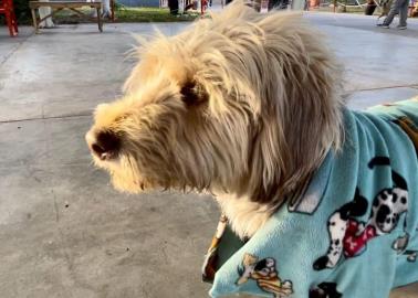 El Greñas regresa de vacaciones junto a los estudiantes del Cobachito en Ciudad Obregón