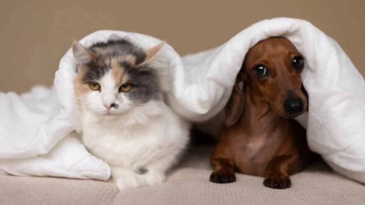 Mascotas: ¿Quiénes son más inteligentes, los perros o los gatos?