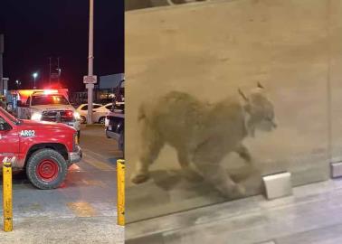 Causa pánico gato montés en Plaza Tutuli de Cajeme