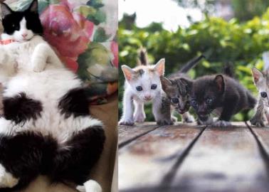 ¿Es posible que las gatas se embaracen de varios gatos a la vez?; esto sabemos