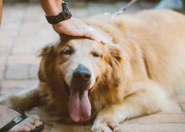 Estos son los beneficios de abrazar a tu perro según la ciencia