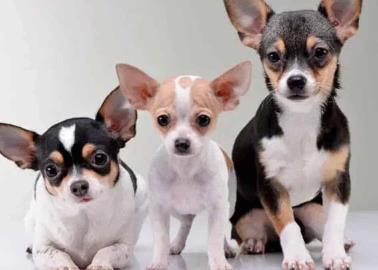 Mascotas: ¿Cuántos años viven los perros chihuahua?