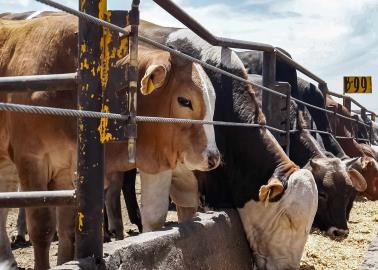 ¿Sonora o Chihuahua? Uno de estos estados ocupa el primer lugar en exportar ganado a EU