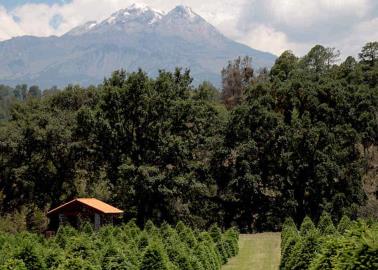 ¿Dónde está el laberinto vegetal más grande de México y cuánto cuesta visitarlo?