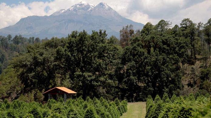 ¿Dónde está el laberinto vegetal más grande de México y cuánto cuesta visitarlo? ¿Dónde está el laberinto vegetal más grande de México y cuánto cuesta visitarlo?