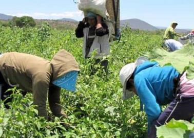 Jornaleros del Mayo denuncian pago de salarios mochos 