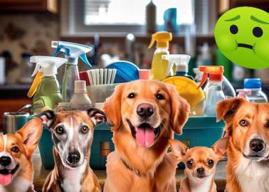 Estos son los siete olores que los perros detestan; evita que se dañe