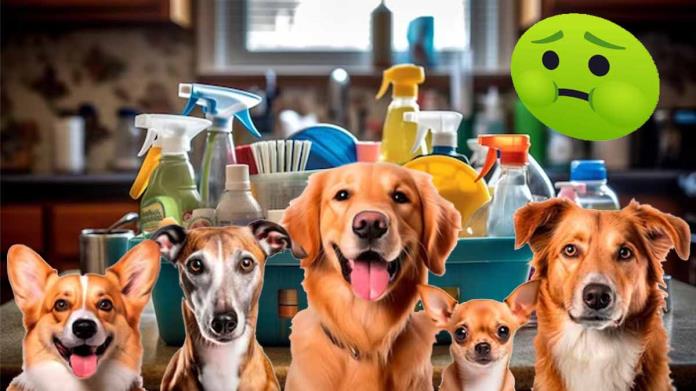 Estos son los siete olores que los perros detestan; evita que se dañe Estos son los siete olores que los perros detestan; evita que se dañe