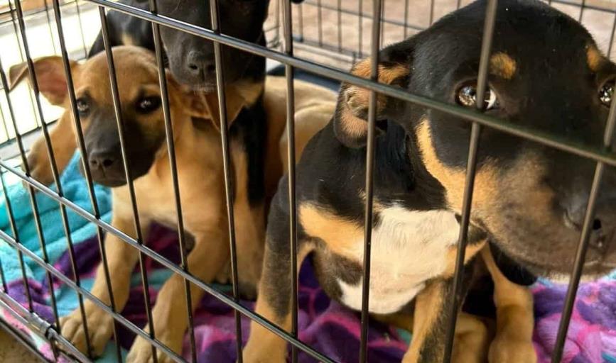 Rescate Fénix anuncia rifa para seguir ayudando a más perros sin hogar