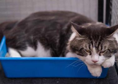 Mascotas: ¿Cuál es el mejor lugar para colocar el arenero de los gatos?