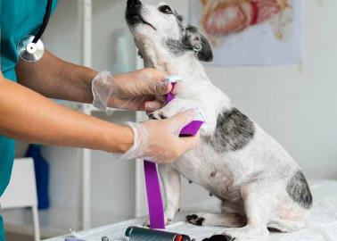 Mascotas: Entra en vigor ley para  establecer clínicas veterinarias públicas en todo México