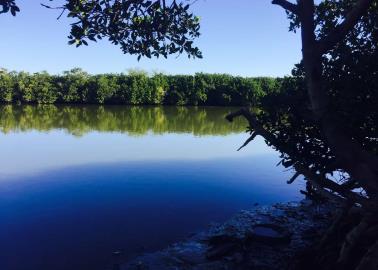 Reforestarán manglares en el Sur de Sonora