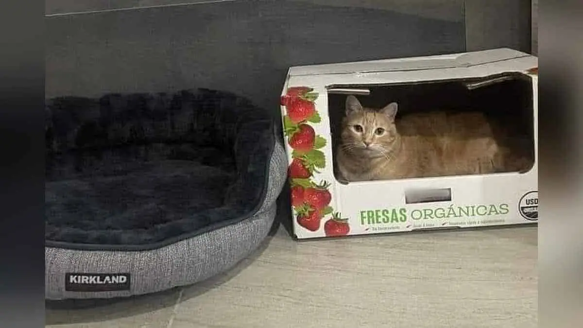 Mascotas: ¿Por qué los gatos prefieren las cajas de cartón que sus camas y juguetes?