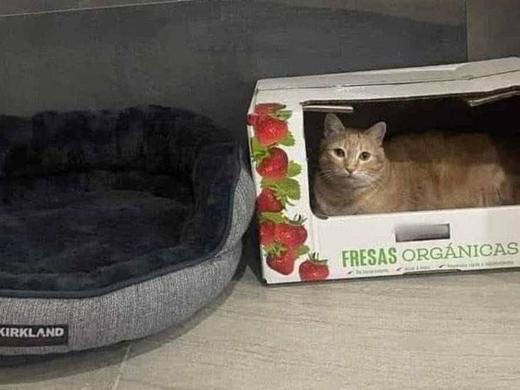 Camas de discount gatos con cajas