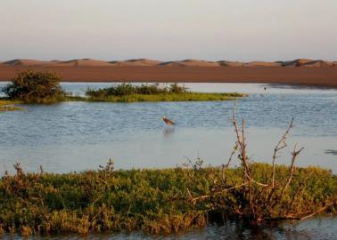 Celebran Día de los Humedales en Huatabampo; avanza proyecto de área natural protegida