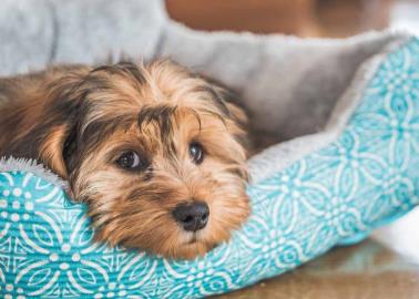 Mascotas: Consejos para limpiar la orina de los perros y eliminar el mal olor de forma segura