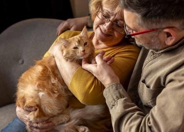 Mascotas: &iquest;Cu&aacute;l es el significado del ronroneo de los gatos?