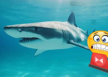 Alertan por avistamiento de tiburón blanco en el Cochórit y Playa del Sol