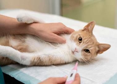 Mascotas: Cómo saber si un gato tiene fiebre; estos son los síntomas