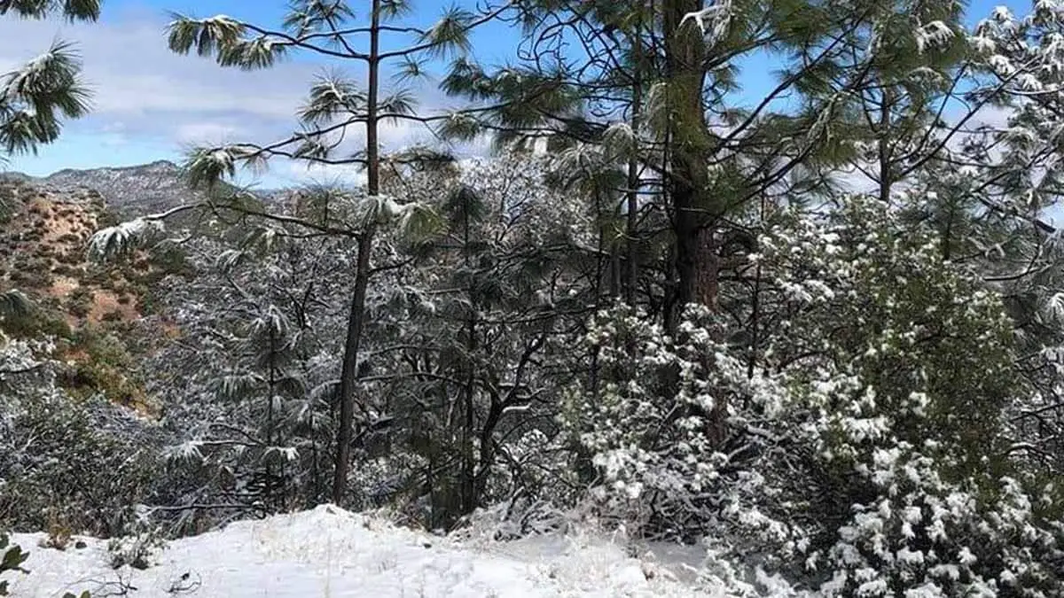 Clima en Sonora: Alertan por temperaturas gélidas por frente frío y séptima tormenta invernal